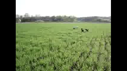 Pointer I Terieri 2