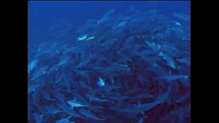 Whale Sharks Unusual Feast - - National Geographic.flv