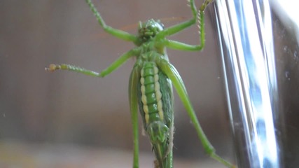 Breating grasshopper
