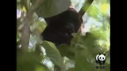 Въведение в Amazon Rainforest