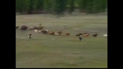 Fox Racing greatest hits Motocross