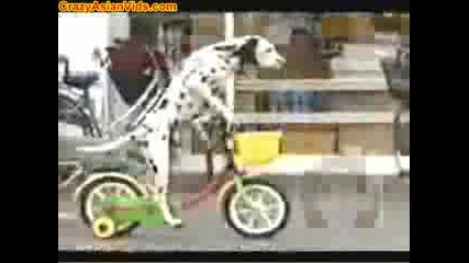 куче кара колело невероятно но факт