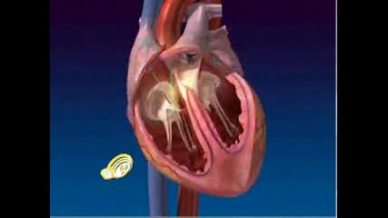 Сърцето На Човека Функционирането 3d Модел.