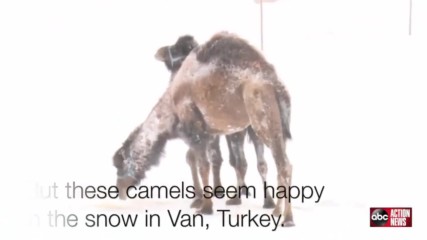 Пълен шаш! Камили се търкалят и танцуват на сняг в Турция