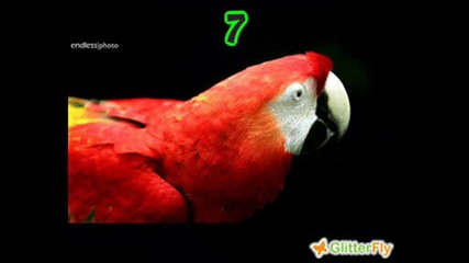 Animals Fan Game