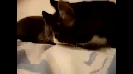 Котки обсъждат хора