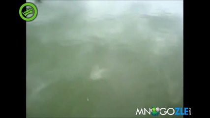 Сом хваща рибар в Бразилия