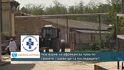 Нов взрив на африканска чума по свинете