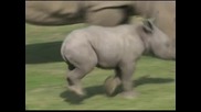 Бебе бял носорог показаха в зоопарка в Сан Диего