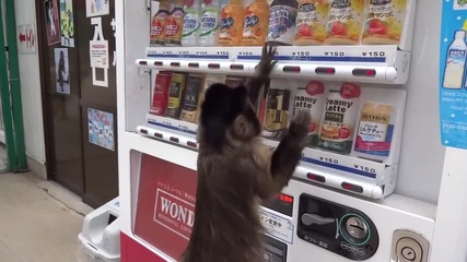 Маймуна си купува сок от вендинг машина