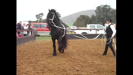 Friesian horse