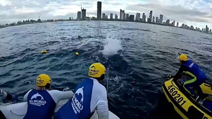 ЩАСТЛИВА РАЗВРЪЗКА: Спасиха 10-метров кит от мрежа за акули