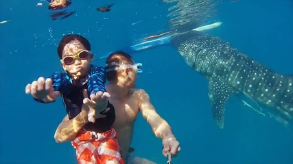 Гмуркане с гигантска петниста акула във Филипините ..