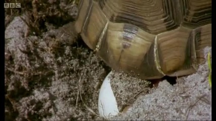 The Season of Love - Mountain of the Sea - Bbc 