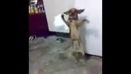 Виждали ли сте куче да играе хоро? Ако не сега ще видите!