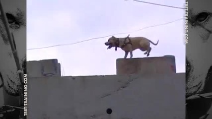 Куче Тренира Паркур – Parkour Dog From Ukraine