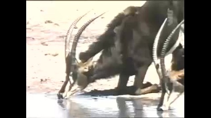 Атаката на Крокодила!