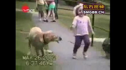 the world s most funny dog video
