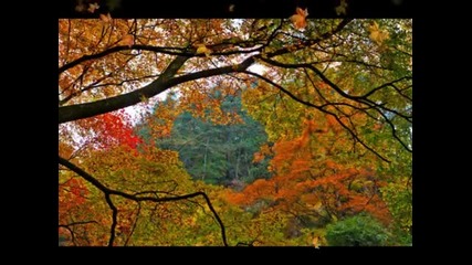 Paula Cole - Autumn Leaves