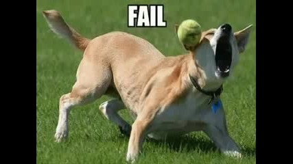 Very Funny Dogs 2.flv