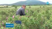 Розата Дамасцена – унищожена заради студеното време