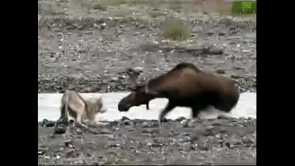 Animal Face - Off Wolf vs. Cougar