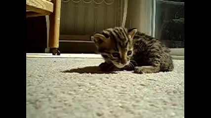 Бебе леопард издава звук като лазер