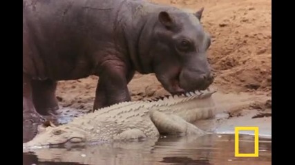 Хипопотам ближе крокодил