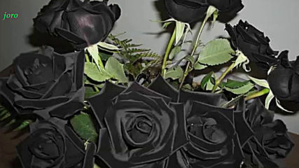Tony Tucker - The Black Water Rose