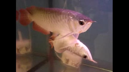 Unusual Arowana Fish