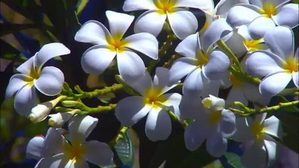 Природа и Музика