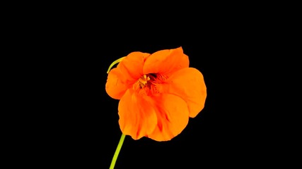 Time Lapse Of Dancing Nasturtium Flower 