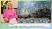 Учени създадоха назален спрей, който може да възстанови паметта | На кафе | 29 апр. 2026