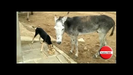 Куче и магаре ядат заедно в една паничка