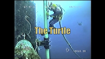 Една от най-любопитните костенурки на света се закача с водолаз