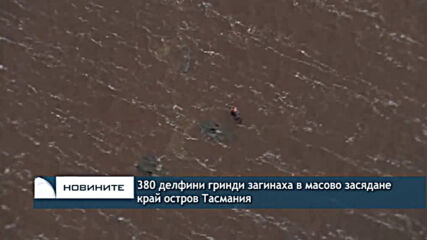 380 делфини гринди загинаха в масово засядане край остров Тасмания