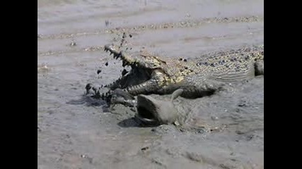 Крокодил Срещу Акула - Крокодила Печели