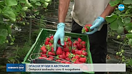 ИГЛИ В ЯГОДИТЕ: Австралия настръхна от подобни случаи