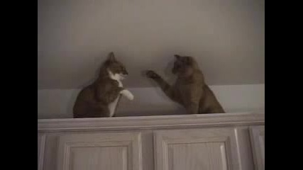 Бой Между Котки