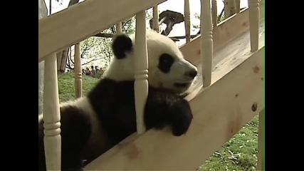 Възхитителни бебета панди си играят