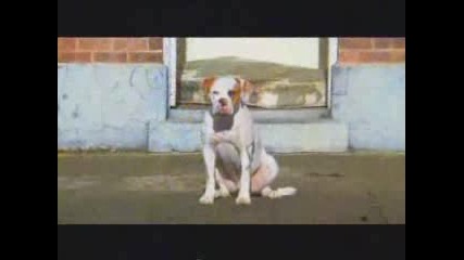 Shepherd Dog - Ford Ranger