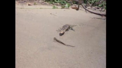 Mudskippers - - National Geographic.flv