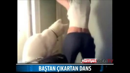 kedi ve dans 