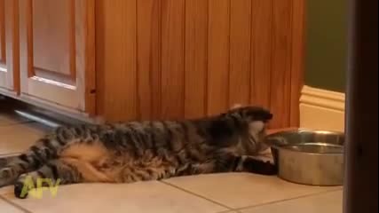 Котка, която пести питейната вода