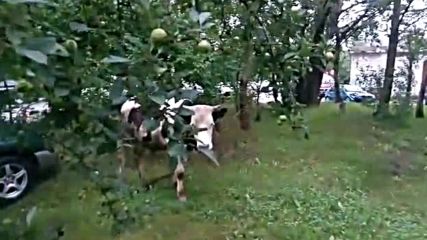 Крави зад общината в "Младост" 3