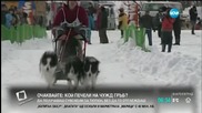 Състезание с кучешки впрягове в Хокайдо
