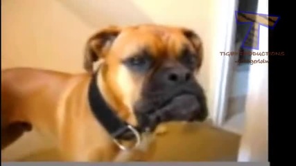Animals making funny sounds and noises - Funny animal compilation1