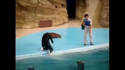Тюлен изхвърля жена във водата.