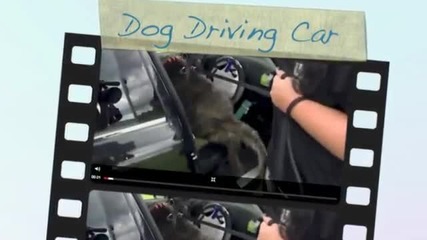 Кучета се учат да карат кола!