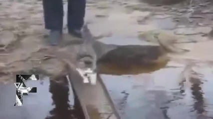 Сладки котки си играят с вода